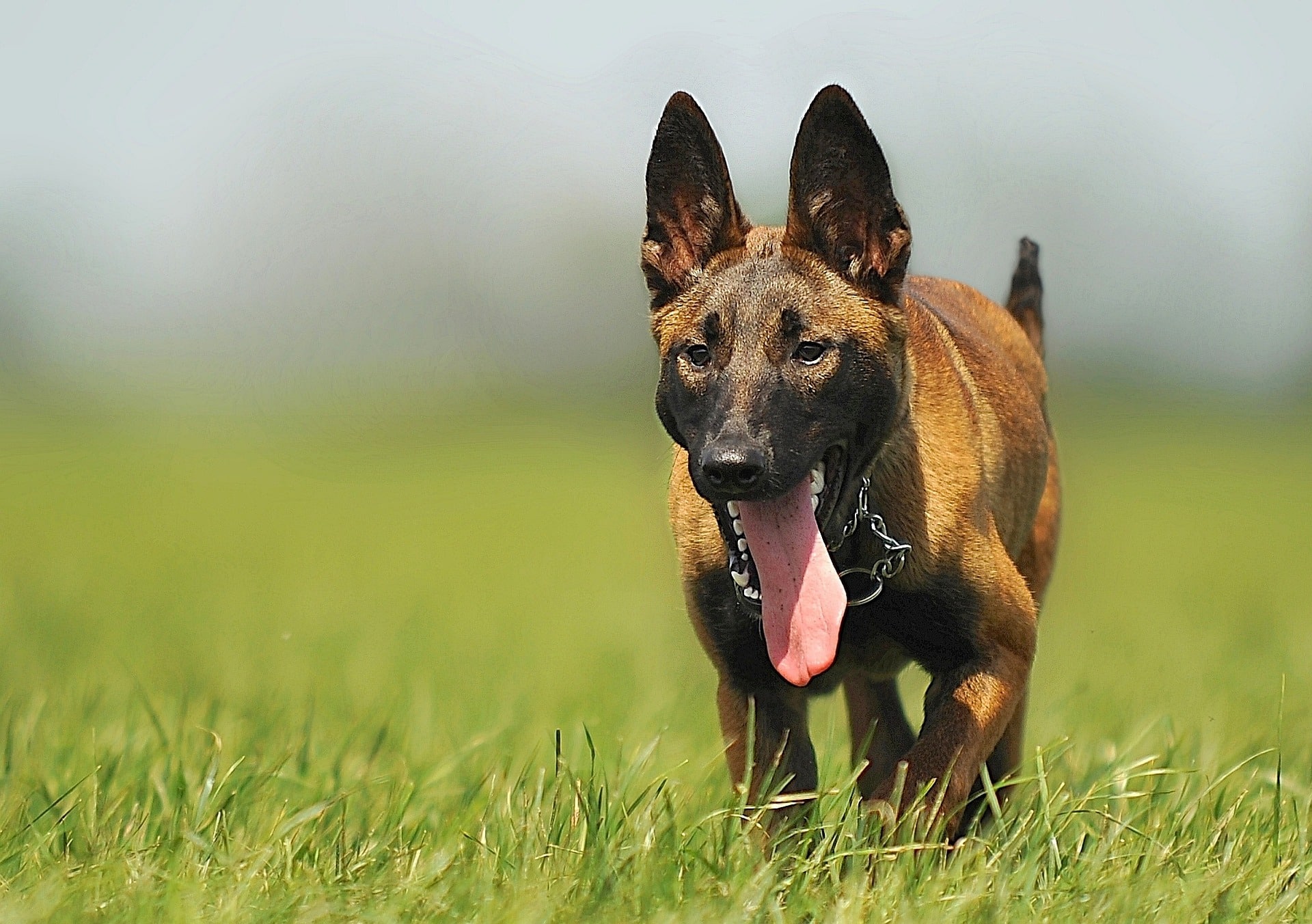 Cage pour Malinois : conseils et recommandations - Abrichien