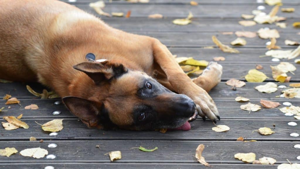 malinois allongé sur le sol